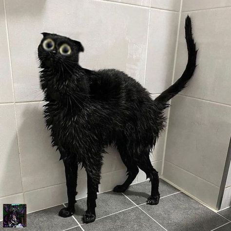 Goofy Cats, Silly Cars, Funny Looking Cats, Kitten Rescue, Silly Cats Pictures, Black Cat Art, A Black Cat, Silly Animals, Cat Aesthetic