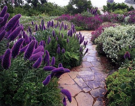 Colorful Drought Tolerant Landscape, Purple Flowers Garden Landscaping Ideas, Purple Drought Tolerant Plants, Waterwise Landscaping California, Purple And Pink Garden Ideas, Drought Tolerant English Garden, Purple And Green Landscaping, Drought Tolerant Landscape Design Ideas, Drought Tolerant Hillside Landscaping