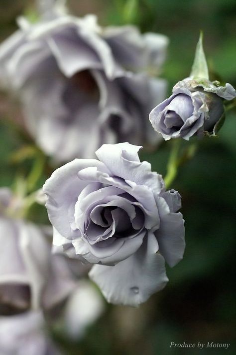 Beautiful Grey Roses Coming Up Roses, Belle Rose, Moon Garden, Grey Roses, Deco Floral, Love Rose, Beautiful Blooms, Dream Garden, Love Flowers