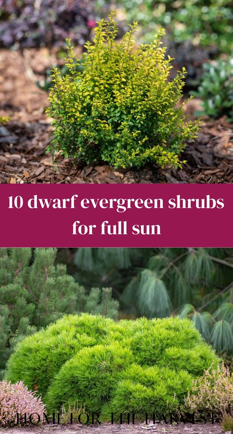 If you want to “spruce up” a landscape that gets lots of sunlight, dwarf evergreen shrubs for full sun are an excellent choice. They make great foundation plants for varied flower beds and are also outstanding for hardy, low-maintenance ground cover or low hedges. Though many evergreens make excellent garden plants, the following list showcases some … Evergreen Shrubs Full Sun, Flowering Shrubs Full Sun, Evergreen Foundation Planting, Shrubs For Full Sun, Foundation Plants, Full Sun Landscaping, Small Evergreen Shrubs, Full Sun Shrubs, Full Sun Garden