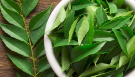 5 things that happen when you drink curry leaf tea daily | Health - Hindustan Times Curry Leaf Plant, How To Make Curry, Curry Leaf, Cooking Curry, How To Relieve Nausea, Tea Benefits, Digestive Enzymes, Curry Leaves, Digestion Problems