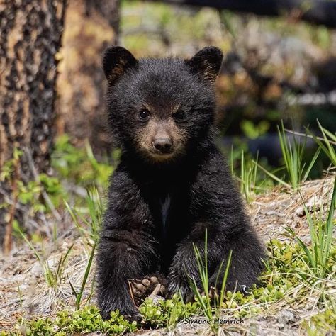 Black Bear Wallpaper, Polar Bear We Bare Bears, We Bear Bears, Baby Black Bear, Tattoo Bear, Grizzly Bear Cub, Black Bear Cub, American Black Bear, Wallpaper Aesthetics