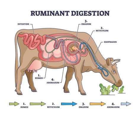 Ruminant digestion system with inner digestive structure outline diagram. Labeled educational scheme with rumen, reticulum, omasum and abomasum process stages vector illustration Ruminant Digestive System, Cow Digestive System, Ruminant Animals, Stomach Diagram, Cow Anatomy, Digestive System Project, Digestive System Diagram, Cow Eating, Vet School Motivation