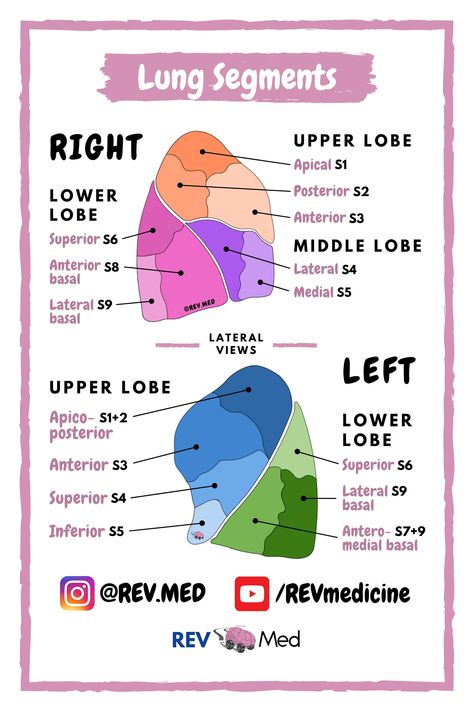 Lungs are divided into bronchopulmonary segments, each supplied with air by a tertiary bronchi. Bronchopulmonary segments have their own distinct region. ⁣⁣⁣⁣⁣⁣⁣⁣REV MED illustrations and diagrams of human female and male anatomy. Find physiology notes, tutorials, and more. Medical, nursing, pharmacy, dentistry, PA and healthcare students study platform of choice. Visit REV MED on IG @rev.med #medicine #diagrams #anatomy #anatomyandphysiology #medschool #nursing #lungs #breathing #pulmonary Lungs Diagram Anatomy, Bronchopulmonary Segments Anatomy, Bronchopulmonary Segment, Lung Anatomy Notes, Medicine Diagrams, Human Anatomy Notes Study, Anatomy And Physiology Study Printables, Anatomy Of Lungs, Pulmonary Physiology