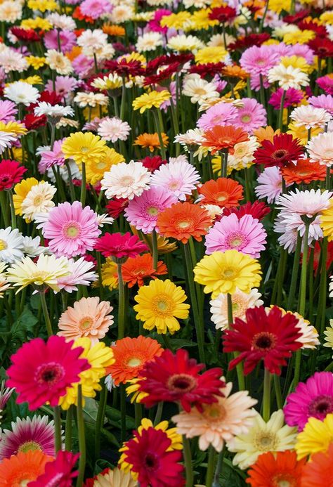 Gerbera Daisy Care, Types Of Daisies, Flores Wallpaper, Gerbera Jamesonii, Perennial Ground Cover, Garden Paradise, Seaside Garden, Gerbera Flower, Flower Identification