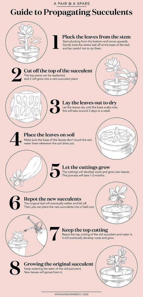 A Guide to Propagating Succulents Propogate Succulents, A Pair And A Spare, Kaktus Dan Sukulen, Propagating Succulents, Succulent Gardening, Succulents Indoor, Succulent Care, Succulent Terrarium, Succulent Garden