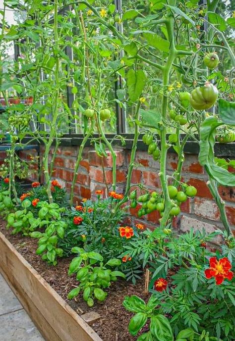 Tomato Companion Plants, Companion Gardening, Tattoo Plant, Garden Wallpaper, Veg Garden, Tomato Garden, Home Vegetable Garden, Vegetable Garden Design, Plants And Flowers