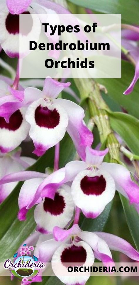 What are the different types of Dendrobium orchids that exist? The Dendrobium genus is classified into 5 distinct groups: Dendrobium phalaenopsis, Dendrobium spatulata, Dendrobium latouria, Dendrobium formosae, and simply Dendrobium. Each has their own growing requirements, culture, care, and specific patterns of growth. Read more at https://orchideria.com/types-of-dendrobiums/ Different Types Of Orchids, Dendrobian Orchids, Orchid Types, Dendrobium Orchids Care, Orchid Growing, Dendrobium Nobile, Orchid Plant Care, Orchid Varieties, Orchid Roots