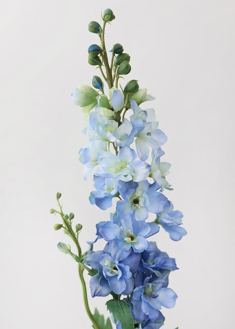 Blue Stock Flower, Blue Flowers Reference, Sky Blue Delphinium, Delphinium Flower Painting, Blue Snapdragon Flowers, French Blue Flowers, Natural Blue Flowers, Blue Larkspur Tattoo, Larkspur Flower Watercolor