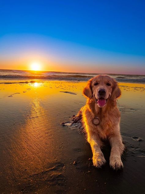 Golden Retriever Sunset, Golden Retriever On Beach, Fluffy Golden Retriever Puppy, Golden Retriever Puppy Aesthetic, Aesthetic Golden Retriever, Funny Golden Retrievers, Perros Aesthetic, Golden Retriever Aesthetic, Golden Retriever Beach