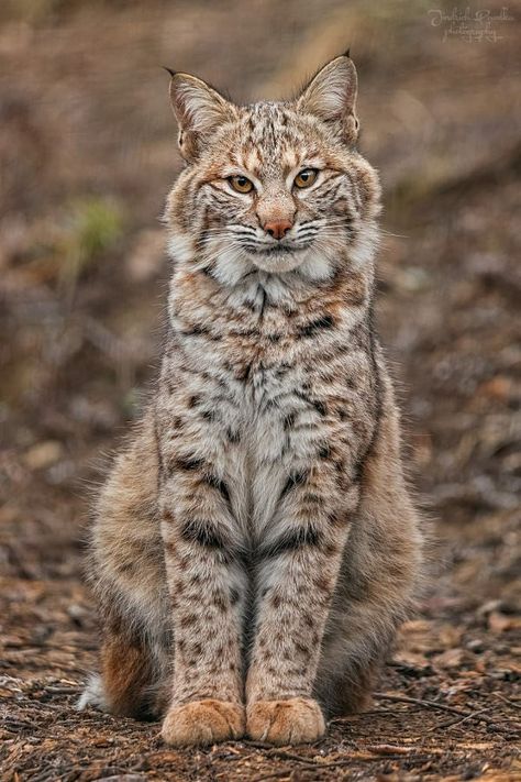 Bobcat Pictures, Small Wild Cats, Wild Animals Pictures, Wallpapers Desktop, Exotic Cats, Cool Wallpapers, Pretty Animals, Majestic Animals, Cute Wild Animals