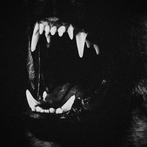 Claws Aesthetic, Art Disney, Sirius Black, An Animal, Black Aesthetic, Teen Wolf, Belle Photo, Dark Aesthetic, Animal Kingdom