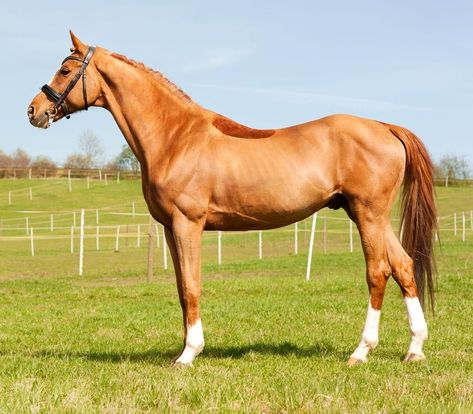 Throughbred Horses, Horse Template, Warmblood Horses, Faster Horses, Majestic Horses, Thoroughbred Racehorse, Royal History, Pony Breeds, Horse Games