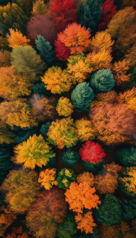 Fall Wallpapers that range from super cozy and aesthetic to ute and spooky backgrounds. Fall Wallpapers For Iphone, Spooky Backgrounds, Aesthetic Scenes, Lovely Wallpapers, Autumn Backgrounds, Fall Scenes, Spooky Autumn, Autumn Looks, November Wallpaper