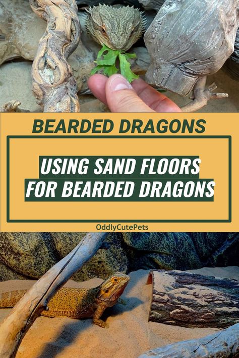 Sand is a very controversial topic with bearded dragons. The biggest concern is sand getting in your bearded dragon and causing health problems. Ultimately, for the large majority of people you'll be best avoiding sand. However, if you do choose to use sand make sure to do your research and this is what this article is here for. Very fine sand is important along with other factors. Learn more about using sand substrate and the best types of sand for your bearded dragon. [READ MORE] Bearded Dragon Substrate, Diy Bearded Dragon Enclosure, Lizard Habitat, Bearded Dragon Diy, Baby Beard, Bearded Dragon Enclosure, Bearded Dragon Terrarium, Bearded Dragon Cage, Bearded Dragon Habitat