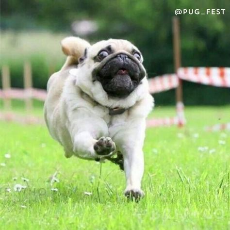 If you love all things pugs, you need to watch this video about Manchester, England's PugFest. The Pug, Pug Dog Aesthetic, Cute Pug Puppies, Pug In Costume, Grumble Of Pugs, Baby Pugs, Terrier Puppies, Pug Puppies, Pug Meme