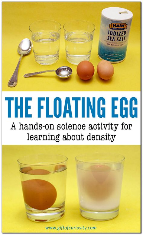 The floating egg: A hands-on science activity for learning about density. Children will learn that an egg sinks in fresh water but floats in salt water. This activity is part of the Density STEM Pack. || Gift of Curiosity How To Make An Egg Float Science Project, Fresh Water Vs Salt Water Activities, Egg Floating In Salt Water, Salt Water Fresh Water Experiment, Egg Experiments For Preschool, Duck Science Experiment, Science Experiments With Eggs, How Much Salt To Make An Egg Float Science Project, How Much Salt To Make An Egg Float