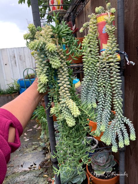 Sedum In Bouquet, Sedum Mr Goodbud, Sedum Ternatum, Sunsparkler Dazzleberry Sedum, Sedum Telephium 'purple Emperor', Succulent Gardening, Cactus Y Suculentas, Succulent Pots, Burritos