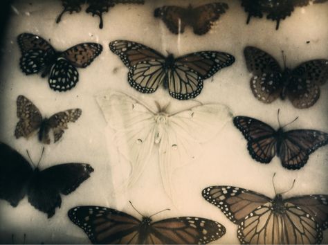 Butterflies & moths Butterfly Nursery Decor, Photos Animals, Fairy Grunge Aesthetic, Dark Fairycore, Butterfly Nursery, Grunge Fairy, Fairy Aesthetic, Dark Fairy, Fairy Core