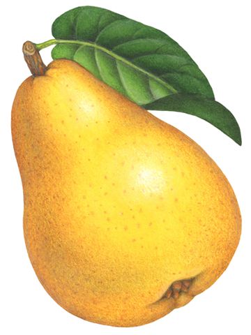 Botanical fruit illustration of a yellow Bartlett pear with a leaf. Pear Illustration, Yellow Fruits, Fruit Art Drawings, Crayons Pastel, Bartlett Pears, Fruits Drawing, Fruits Photos, Pear Fruit, Food Clipart