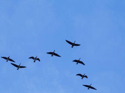 Migrating Birds Avoid Bad Weather — Which Makes Their Paths Predictable : NPR Alice Aycock, Winter Homes, Migrating Birds, Gothic 1, Alma Thomas, Ad Reinhardt, Bird Day, Animal Painter, Poetry Day