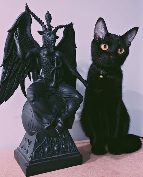 A Black Cat, A Black, Black Cat, Angel, Black, Instagram