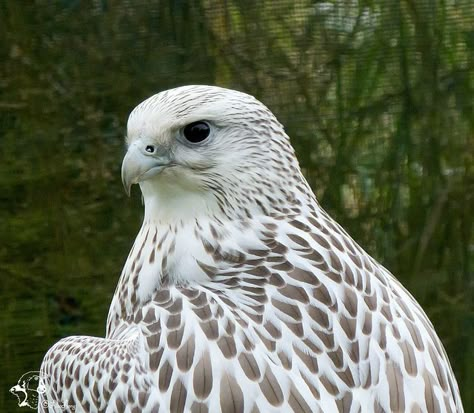 white falcon | White Falcon White Falcon Aesthetic, Falcon Aesthetic Bird, White Animal Aesthetic, Falcon Aesthetic, House Hightower, I Pinky Promise, Aedion Ashryver, Throne Of Glass Characters, Rowan Whitethorn