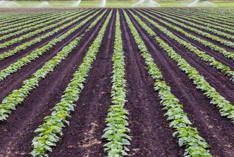 Commercial Farming: Characteristics, Advantages, Types and Examples Commercial Farming Images, Agriculture Farming Pictures, Farming 101, Subsistence Farming, Farming Land, Agriculture Photography, Types Of Farming, Commercial Farming, Farming Technology