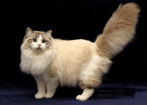 Ragamuffin Cat <3 Ragamuffin Kittens, Adorable Kittens Funny, Gato Ragdoll, Ragamuffin Cat, Turkish Van Cats, Large Cat Breeds, Gatos Cool, Domestic Cat Breeds, Ragamuffin