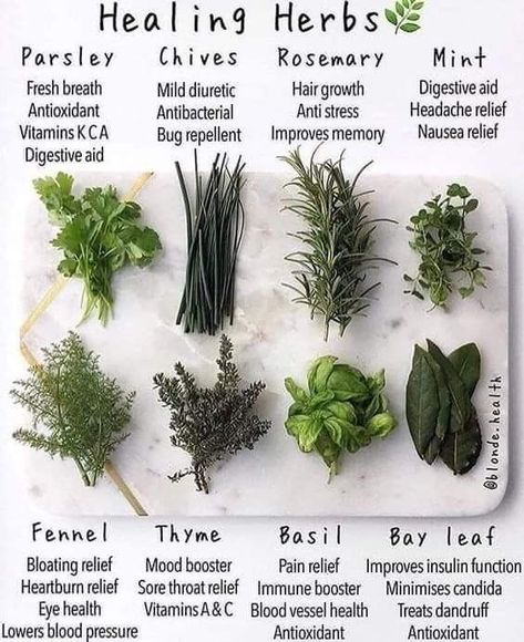 Healing herbs. Herb facts. Learn about herbs. Tanaman Indoor, Magia Das Ervas, Magic Herbs, Magical Herbs, Healing Plants, Herbal Healing, Herbal Magic, Herbs For Health, Green Witch