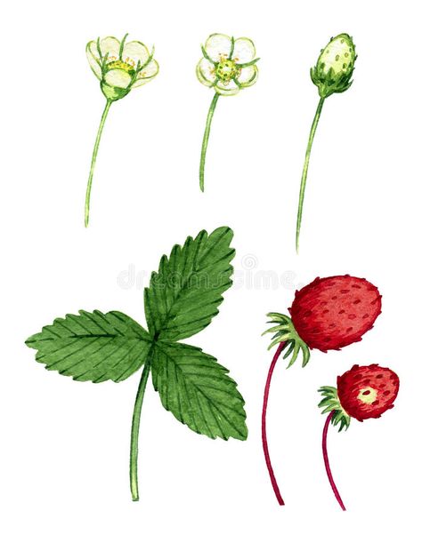 Forest Strawberries, Lil Doodles, Strawberry Drawing, Strawberry Tattoo, Strawberry Watercolor, Wildflower Drawing, Forest Drawing, Strawberry Leaves, Strawberry Design