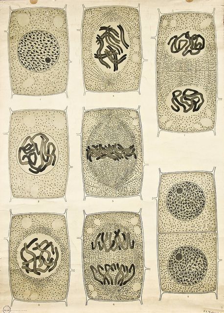 Visualising the Cell Nucleus -- Anatomia Vegetal 1929, pub. by FE Wachsmuth a Cell Nucleus, Microscopic Cells, مشروعات العلوم, Biology Classroom, Biology Art, Science Illustration, Biology Lessons, Teaching Biology, Bio Art