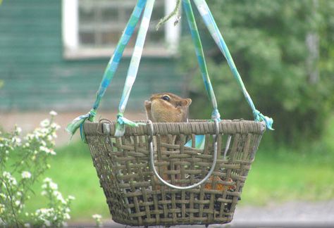 Hang a basket in your yard and fill it with nuts for your squirrels! #DIY Basket Squirrel Feeder - PetDIYs.com Squirrel Playground, Squirrel Feeder Diy, Squirrel House, Squirrel Home, Squirrel Feeders, Squirrel Feeder, Bird House Feeder, Butterfly Houses, Outdoor Crafts