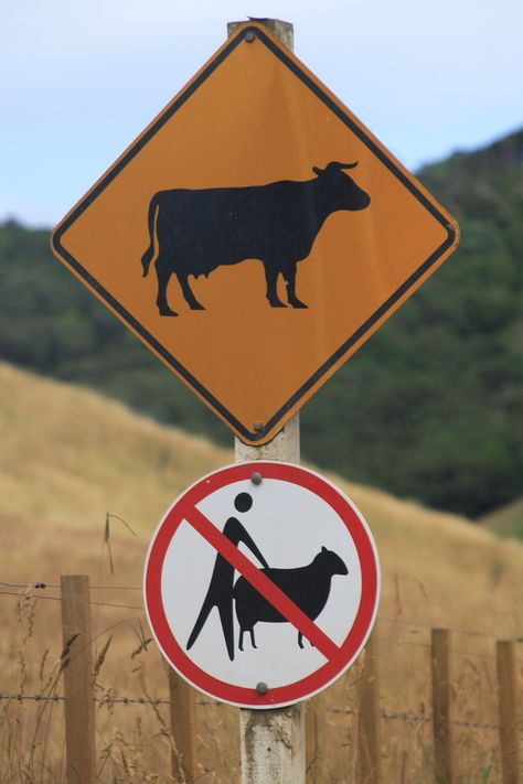 Yikes !, Apparently... anything goes with COWS... but  you can't f... er, "fool around" with SHEEP ! Lonely ranchers and farmers be advised ! Funny Street Signs, Funny Road Signs, Aktiviti Kanak-kanak, Fun Signs, Pet Signs, 웃긴 사진, Road Signs, Street Signs, The Animals