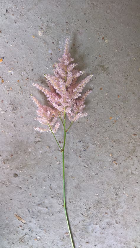 Astilbe Tattoo, Astilbe Europa, Astilbe Wedding, Astilbe Flower, Astilbe Bouquet, Pale Pink Weddings, Floral Designs Arrangements, Flower Varieties, Stunning Flowers