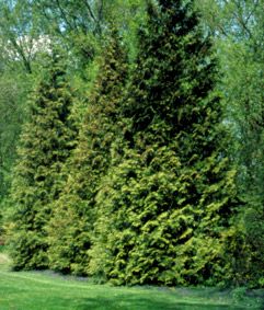 american arborvitae Leland Cypress Landscaping, Leland Cypress Trees, Planting For Privacy, American Arborvitae, Leland Cypress, Best Trees For Privacy, Screening Plants, Cypress Plant, Lake Landscaping