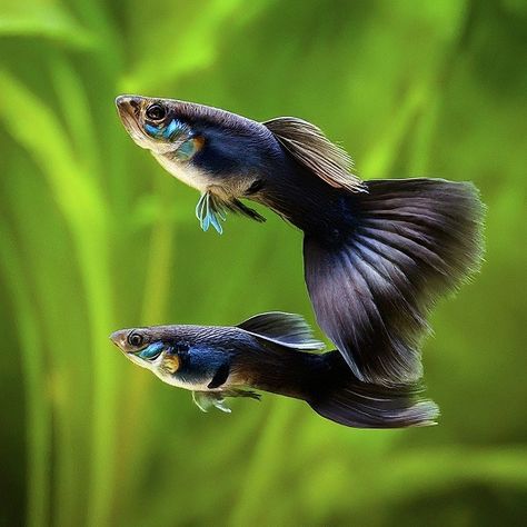 black moscow guppies 1 Fish Guppy, Koi Fish For Sale, Koi Pond Design, Aquarium Store, Butterfly Koi, Fish Varieties, Pond Maintenance, Guppy Fish, Undersea World