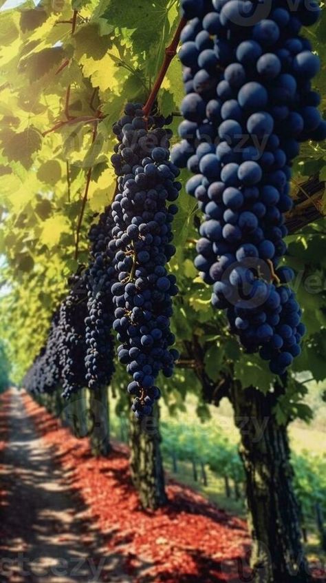 AI Generative Buch of black grapes in a vineyard Grape Vineyard, Black Grapes, Grapes, Vector Free, Presentation, Digital Art, Arts And Crafts, Photo And Video, Flowers