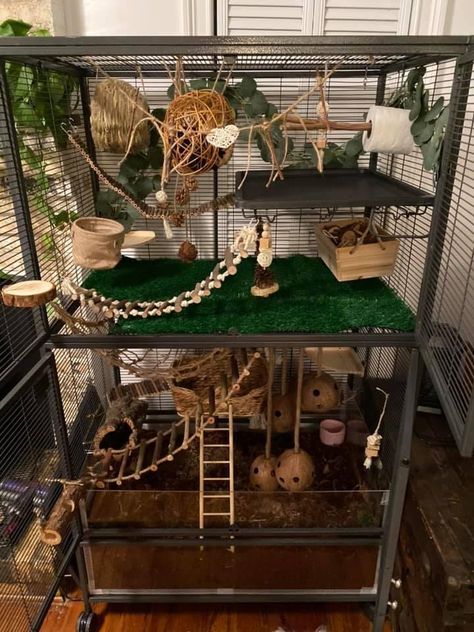 Rat Cage Decor, Critter Nation Cage Ideas Pet Rats, Rat Food Recipe, Mice Enclosure Ideas, Bioactive Rat Cage, Aesthetic Rat Cage, Critter Nation Cage Ideas, Pet Rat Cages Ideas, Diy Rat Cage Accessories