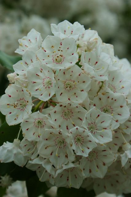 Calico Bush (Kalmia latifolia)- sometimes called Mountain Laurel, but so are several other plants... Kalmia Flower, Kalmia Angustifolia, Potager Garden Ideas, Laurel Flower, Kalmia Latifolia, White Flowering Plants, Shade Shrubs, Christmas Tree Accessories, Potager Garden