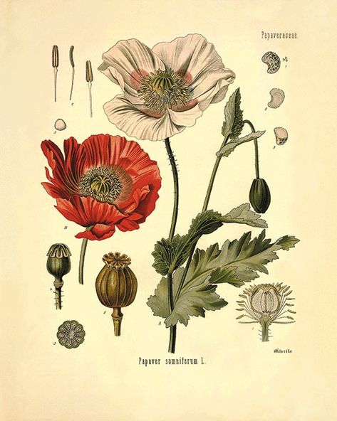 Antique Botanical Print, Plant Art Print, Poppy Art, Illustration Botanique, Look Retro, Art Antique, Flower Prints Art, Victorian Art, Plant Print