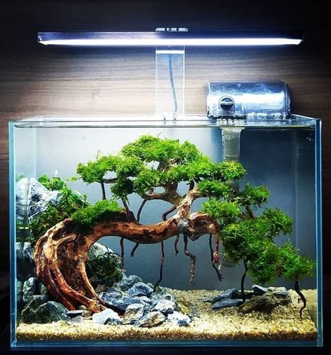 Tank Aquariums, Aquascape Ideas, Tanaman Air, Wabi Kusa, Freshwater Aquarium Plants, Taman Air, Fish Tank Terrarium, Bawah Air, Diy Fish Tank