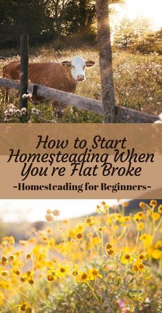 Things You Need For Homesteading, 3acre Homestead Layout, Home Stead Recipes, Homestead On An Acre, Fall Homesteading Projects, In Town Homesteading, Homesteading In Florida, Farm Journal Ideas, Homesteading In The Desert