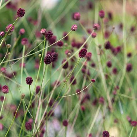 <em>Sanguisorba</em> <em>officinalis</em> 'Morning Select' Sanguisorba Officinalis, Wildflower Cottage, Reflection Pool, Purple Loosestrife, Flower Types, Prairie Garden, Pool Garden, Attracting Bees, How To Attract Birds