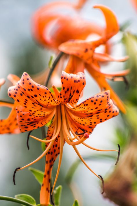 ✿❁✽Delightful✾✽❃ Lily Photography, Magic Flower, Bokeh Photography, M Photos, Blue Vase, Garden Trees, Tiger Lily, Cottage Garden, Fresh Flowers