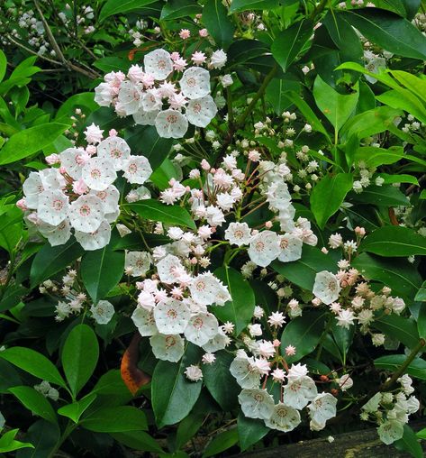 CRCCD – Mountain Laurel ‘Hoffman’s K’ Kalmia Latifolia, Shade Shrubs, Broadleaf Evergreen, Mountain Laurel, Shade Perennials, Garden Shrubs, Soil Improvement, Evergreen Shrubs, Plant Species