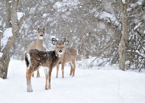 Doe-Eyed at the Snow Credit: Bruce MacQueen | shutterstock  Three whitetail deer doe photographed standing in the woods during a winter snowfall. These deer are found throughout most of the continental United States. White-tailed deer have differing "coats" depending on the season. During the summer, they sport short, rust-colored coat hairs, and during the winter, they grow a longer, thicker, gray-brown coat that provides insulation against the harsh weather. Snow Animals, Deer Doe, Snow Forest, Winter Animals, Whitetail Deer, Winter Wonder, Relaxing Music, Winter Scenes, Winter Christmas