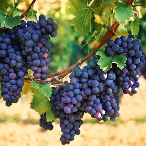 Delicious, juicy grapes can be grown in your backyard. Use this guide from The Home Depot to learn how to grow grapes for their fruit or as ornamental plants. Grape Vine Plant, Grape Vine Trellis, Vine Fruit, Grape Trellis, Grape Plant, Vine Trellis, Black Grapes, Tiny Plants, Growing Grapes