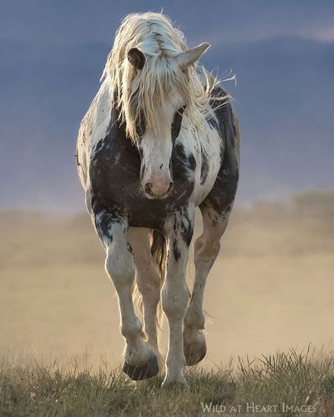 Wild Horse Pictures, Wild Horses Mustangs, Wild Horses Photography, Pinto Horse, Horse Galloping, Mustang Horse, Wild Mustangs, Wild At Heart, Heart Images