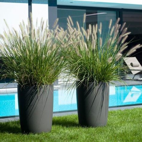 Not sure which Pennisetum (Fountain Grass) is highlighted in this photo. Bottlebrush plumes contrast beautifully with modern-looking containers. Dekoratívne Vence, Tanaman Pot, Fountain Grass, Tall Planters, Have Inspiration, Garden Containers, Outdoor Inspirations, Large Planters, Ornamental Grasses